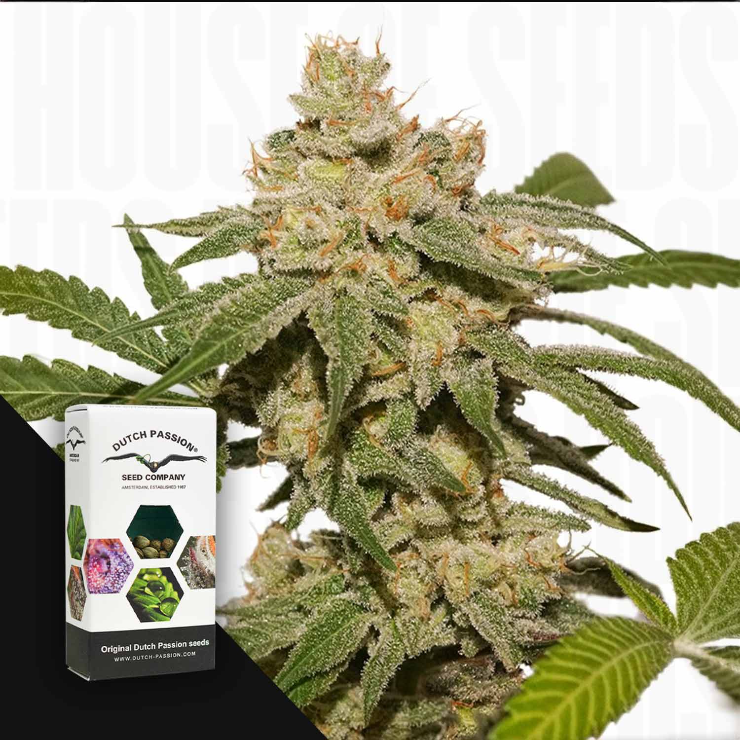 Nahaufnahme einer Cannabispflanze mit einer Auto Oh My Gusher-Box von Dutch Passion im Vordergrund.