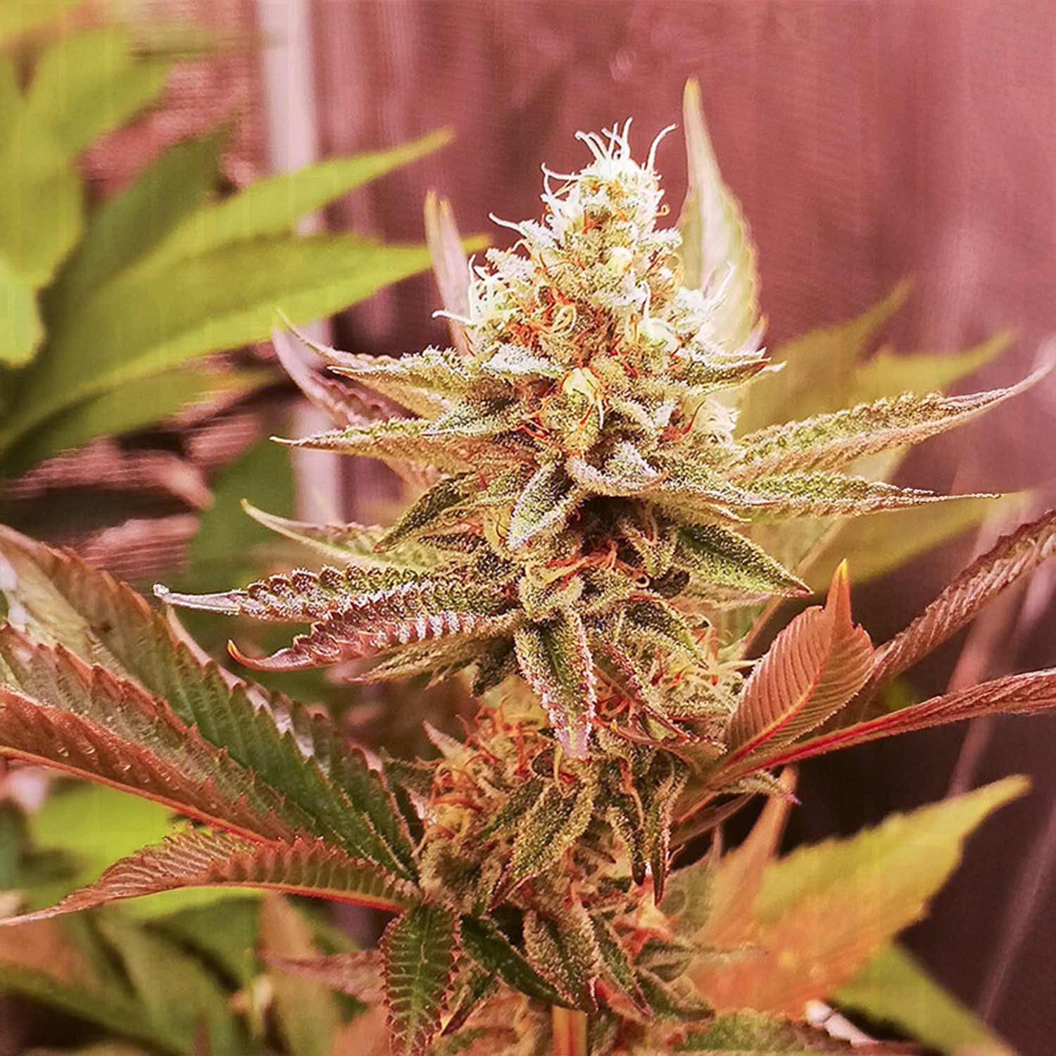 Nahaufnahme von Dutch Passion Sugar Bomb Punch mit reifen frostigen Knospen und spitzen grünen Blättern unter Indoor-Licht