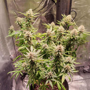 Skunk #1 Pflanze von Dutch Passion im Indoor-Zelt mit dichten Knospen und grünem Laub unter hellem Licht