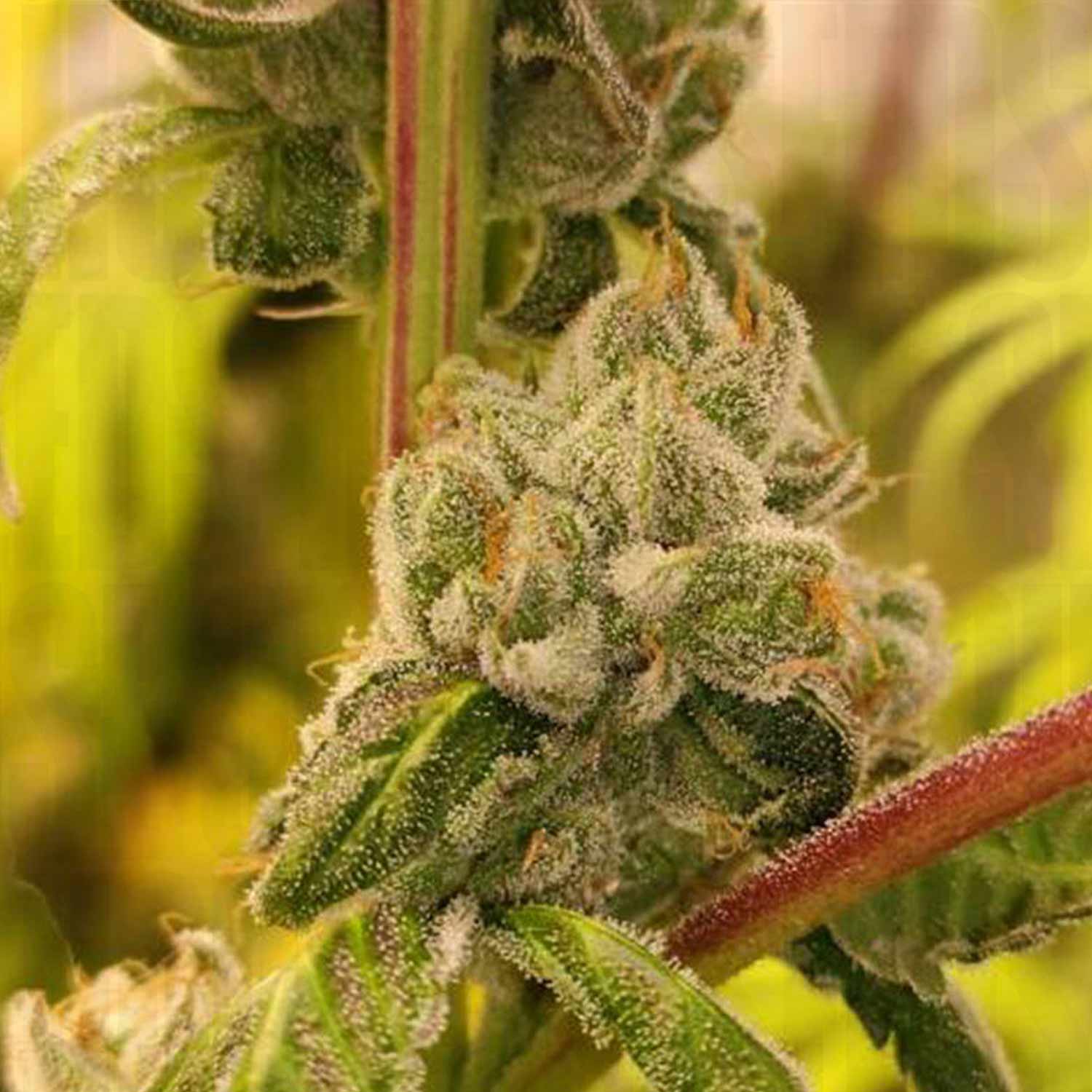 Nahaufnahme Sour Tangie Dawg Knospe von Super Sativa Seed Club mit frostigen Trichomen und grünen Blättern