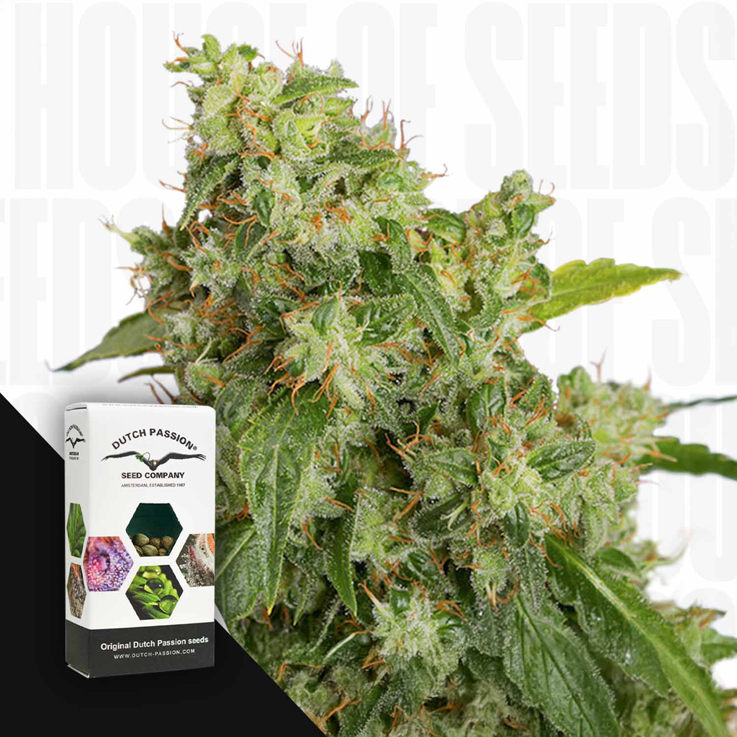 Nahaufnahme einer Cannabispflanze mit einer Auto Xtreme Haze Packung von Dutch Passion in der Ecke.