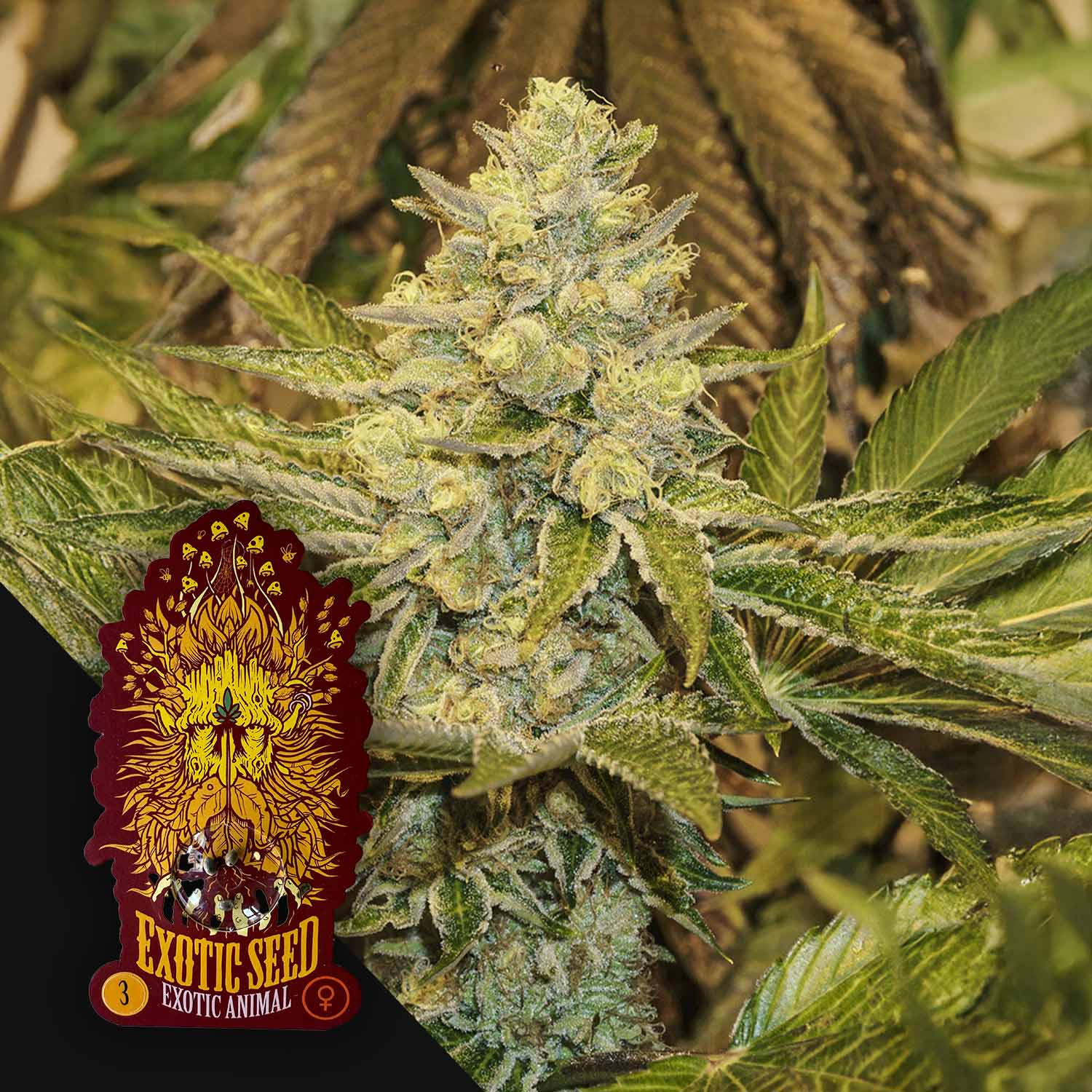 Nahaufnahme einer Exotic Animal Cannabis Knospe mit grünen Blättern, Exotic Seeds Logo in der Ecke.