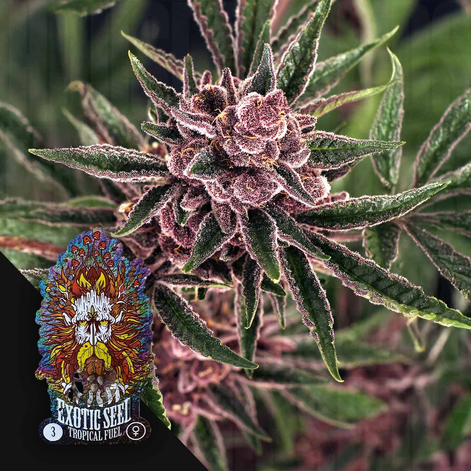 Lila Cannabisknospen mit grünen Blättern, Tropical Fuel Logo von Exotic Seeds mit Gesicht, Flammen und Blumen in der Ecke