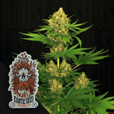 Tangerine Kush