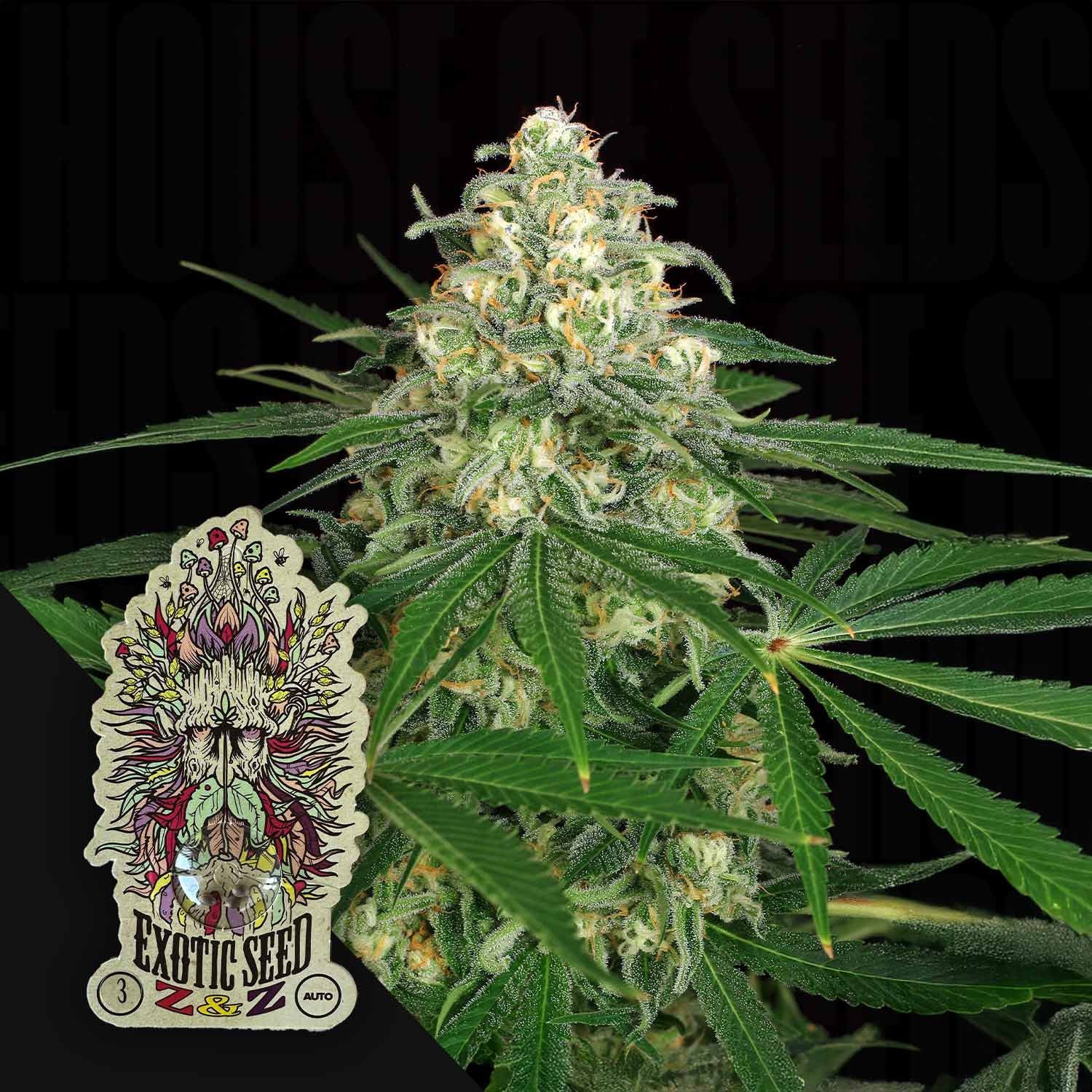 Nahaufnahme einer Z&Z Auto Pflanze von Exotic Seeds mit frostigen Trichomen und grünen Blättern, vorne buntes Etikett