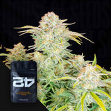 Bruce Banner Auto