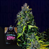 CBD Auto 20:1