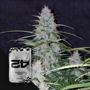 Nahaufnahme einer blühenden Cannabispflanze mit frostigen Trichomen vor dunklem Hintergrund, Ecke zeigt 420 Fast Buds Californian Snow Auto Samenpackung