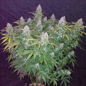 Lebendige Californian Snow Auto Pflanze von 420 Fast Buds mit dichten trichombedeckten Knospen und gezackten grünen Blättern