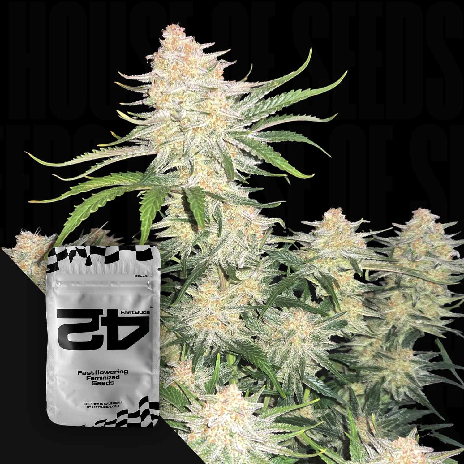 Frostige Cannabispflanze mit hellgrünen Buds, Packung „Frostbanger Auto“ von 420 Fast Buds im Vordergrund