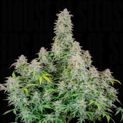 Forbidden Runtz Auto von 420 Fast Buds: dichte grüne Pflanze mit frostigen, kristallenen Buds auf schwarzem Hintergrund.