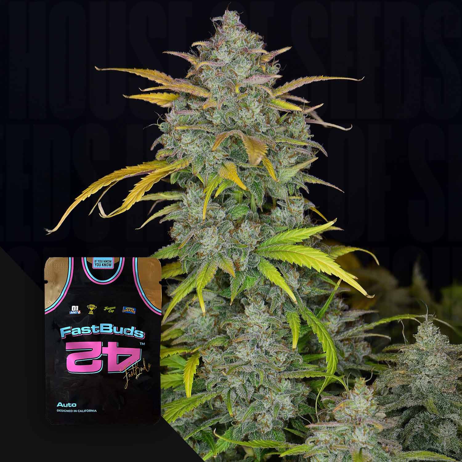 Eine Nahaufnahme einer Gelato Auto Cannabispflanze mit dichten Knospen und einer 420 Fast Buds Verpackung in der Nähe.