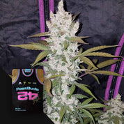 Eine Girl Scout Cookies Auto-Pflanze wächst drinnen; in der Ecke ist ein 420 Fast Buds-Samenpaket zu sehen.