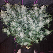 Mexican Airlines Auto von 420 Fast Buds: gesunde Pflanze mit dichten, frostigen Buds und grünen Blättern.