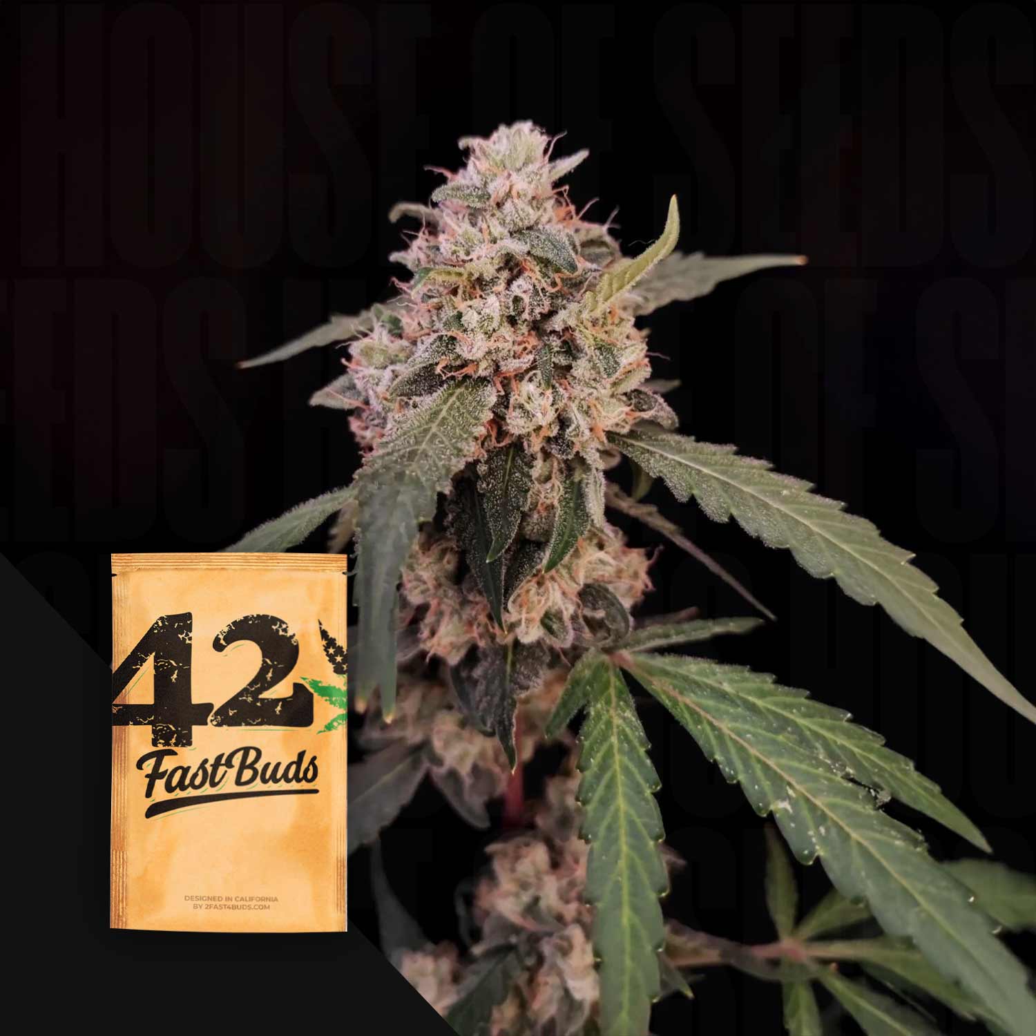 Nahaufnahme einer Cannabispflanze mit einem Original Auto AK von 420 Fast Buds Samenpaket in der unteren linken Ecke.