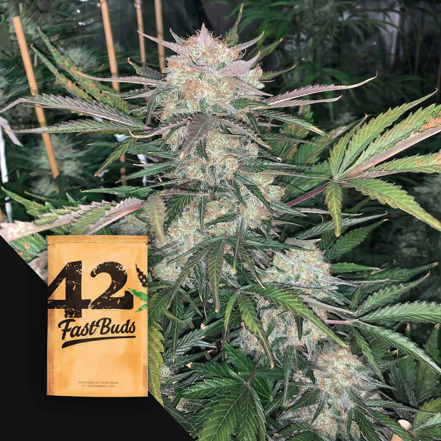 Dichte Original Auto BubbleGum Pflanze mit frostigen Knospen und einem 420 Fast Buds Samenpaket in der Ecke.