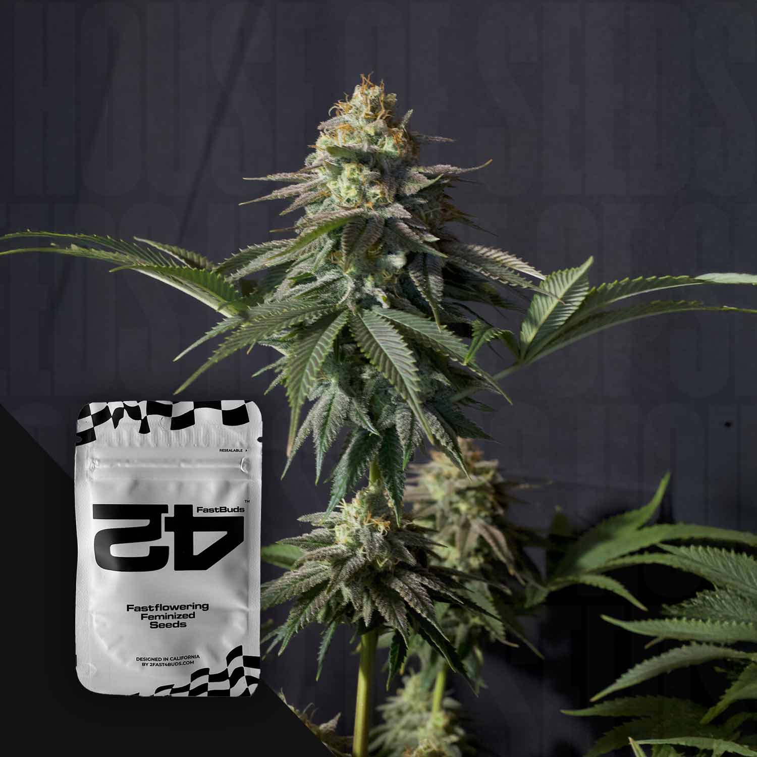 Orange Sherbet FF Cannabis mit dichten Knospen; 420 Fast Buds Saatgutpaket in der unteren linken Ecke gezeigt.