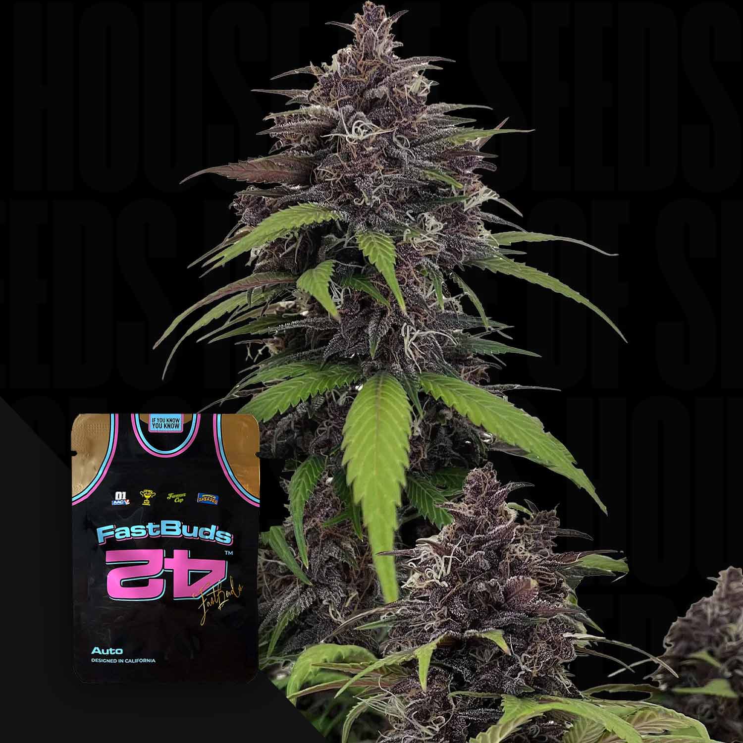 Eine Nahaufnahme einer Purple Haze Auto Cannabispflanze mit einem 420 Fast Buds Samenpaket im Vordergrund.