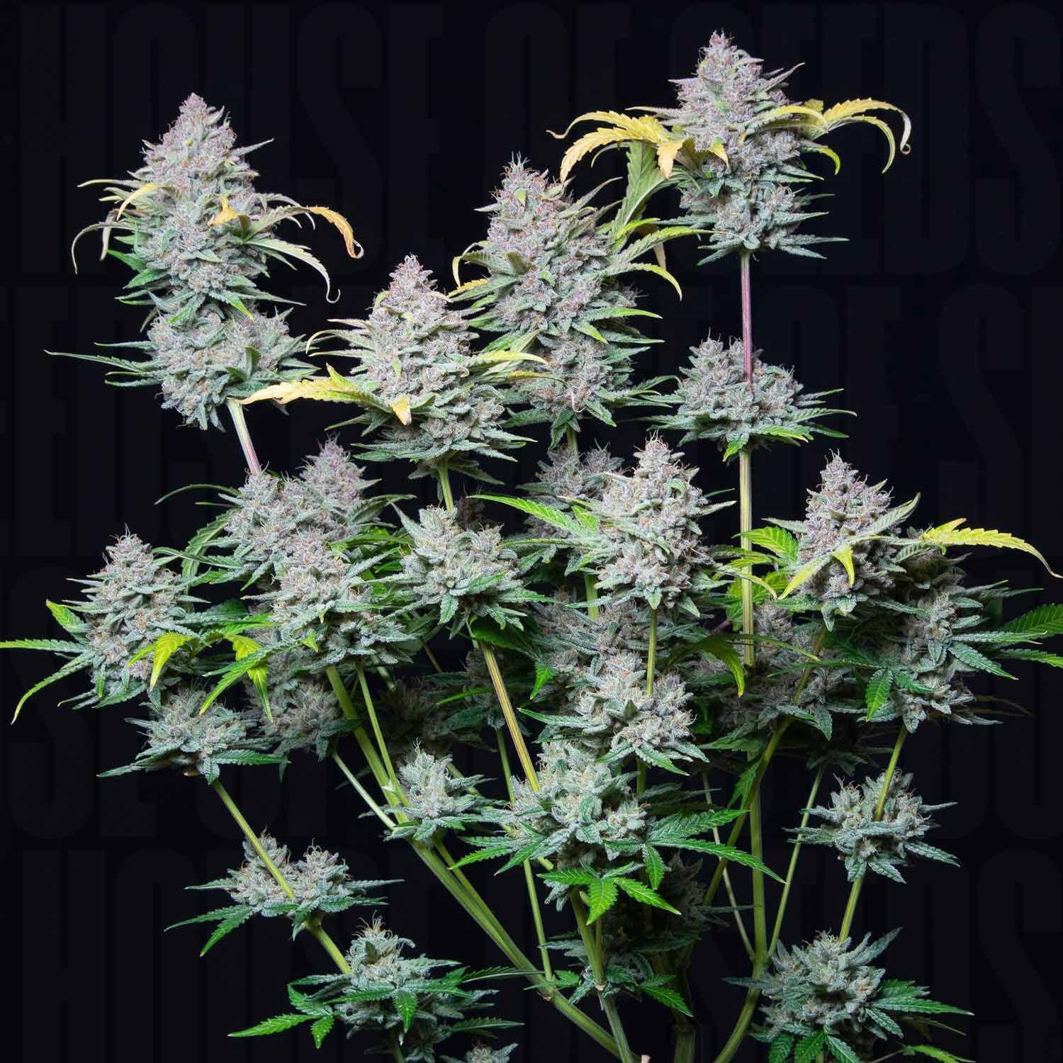 Strawberry Pie Auto von 420 Fast Buds hat dichte, frostige Knospen mit grünen Blättern vor einem dunklen Hintergrund.