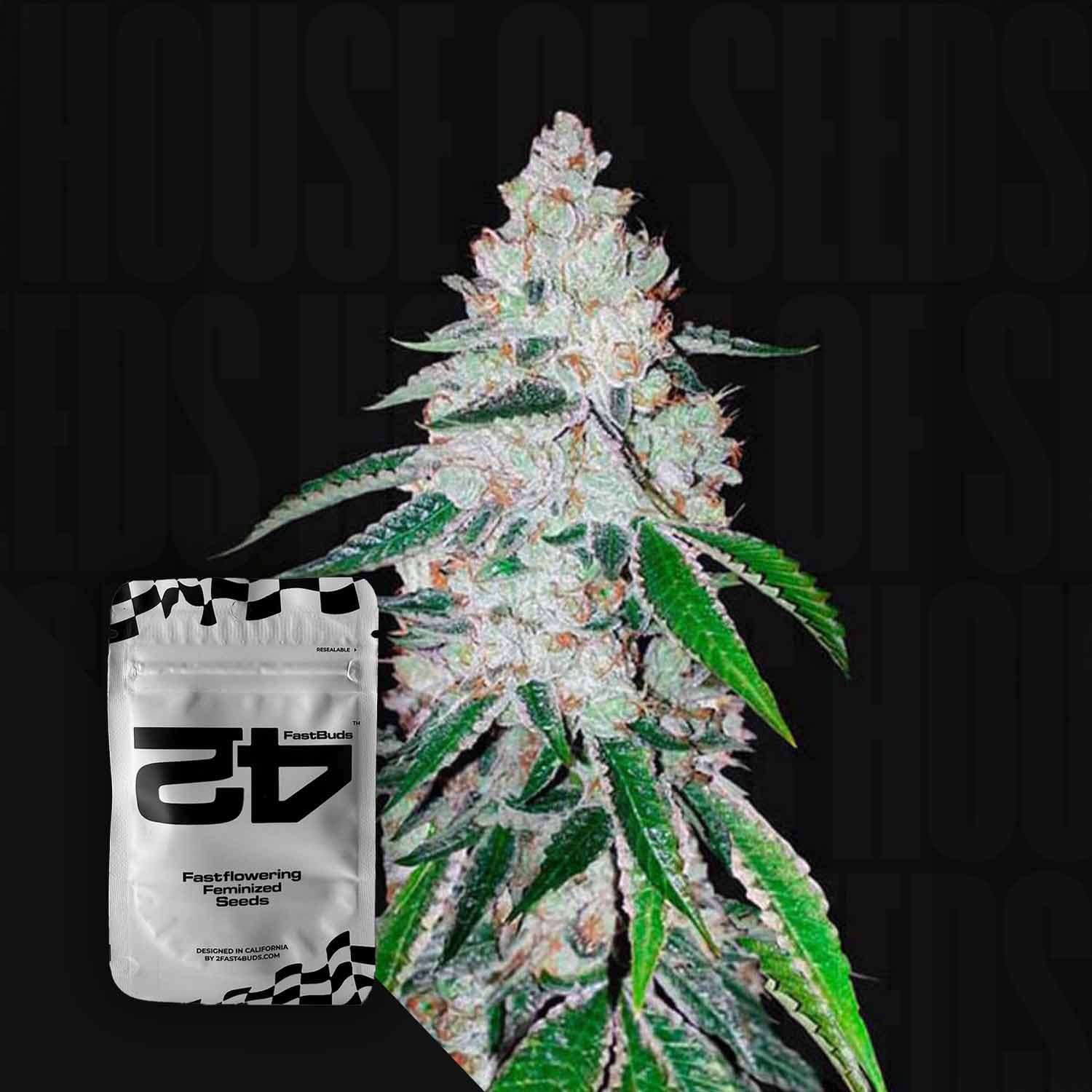 Eine Cannabispflanze mit dichten Knospen neben einer weißen 420 Fast Buds-Packung mit der Aufschrift West Coast O.G. Auto.