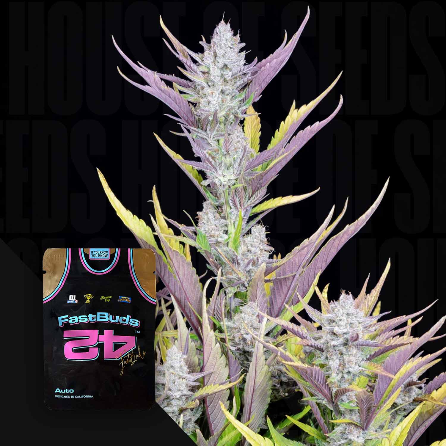 Nahaufnahme einer frostigen Cannabispflanze; 420 Fast Buds Wedding Glue Auto Samenpackung in der Ecke sichtbar.