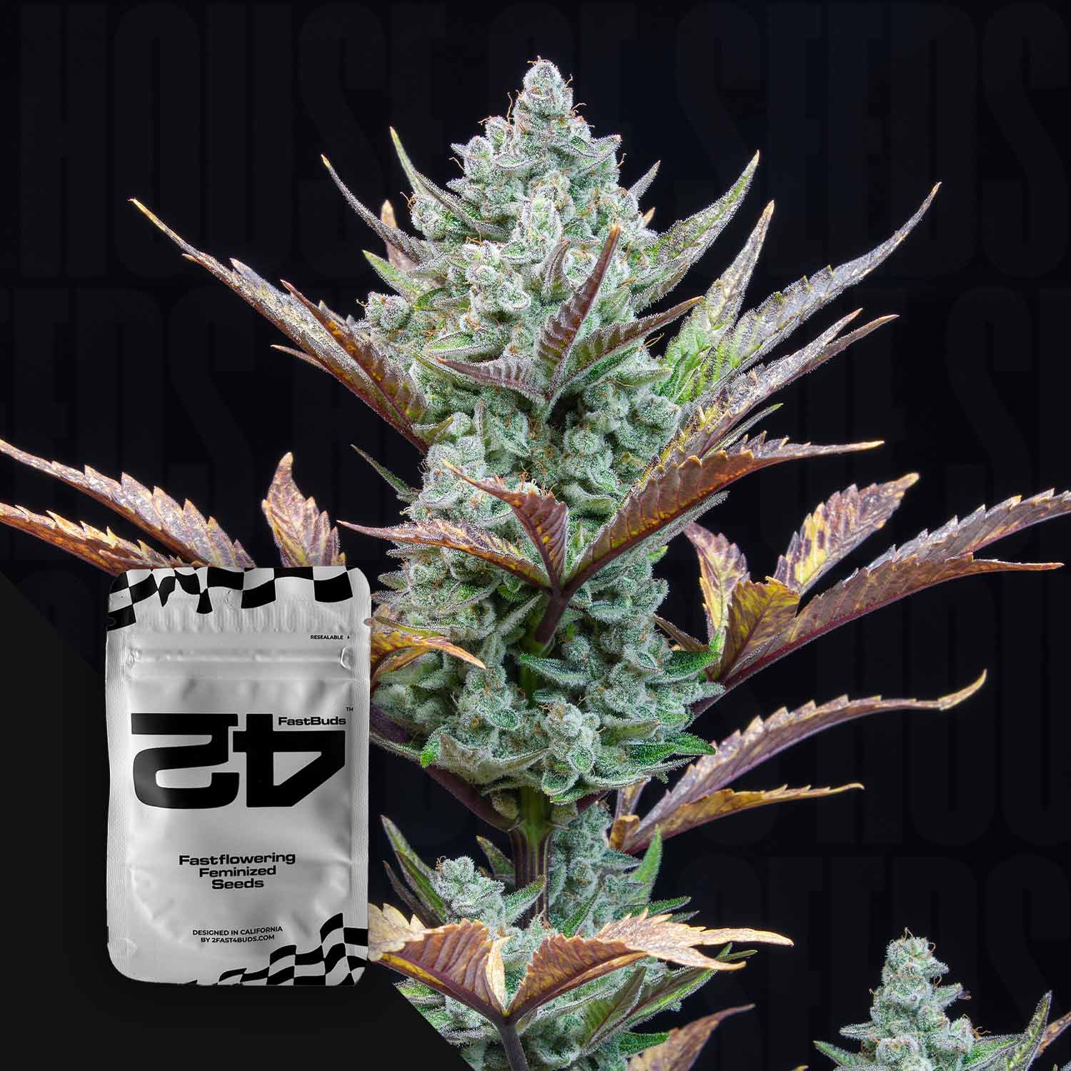 Nahaufnahme einer Cannabispflanze mit frostigen Knospen und violetten Blättern, Sorte Wedding Glue Auto von 420 Fast Buds, daneben silber-schwarze Packung