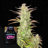 Z-Up Auto