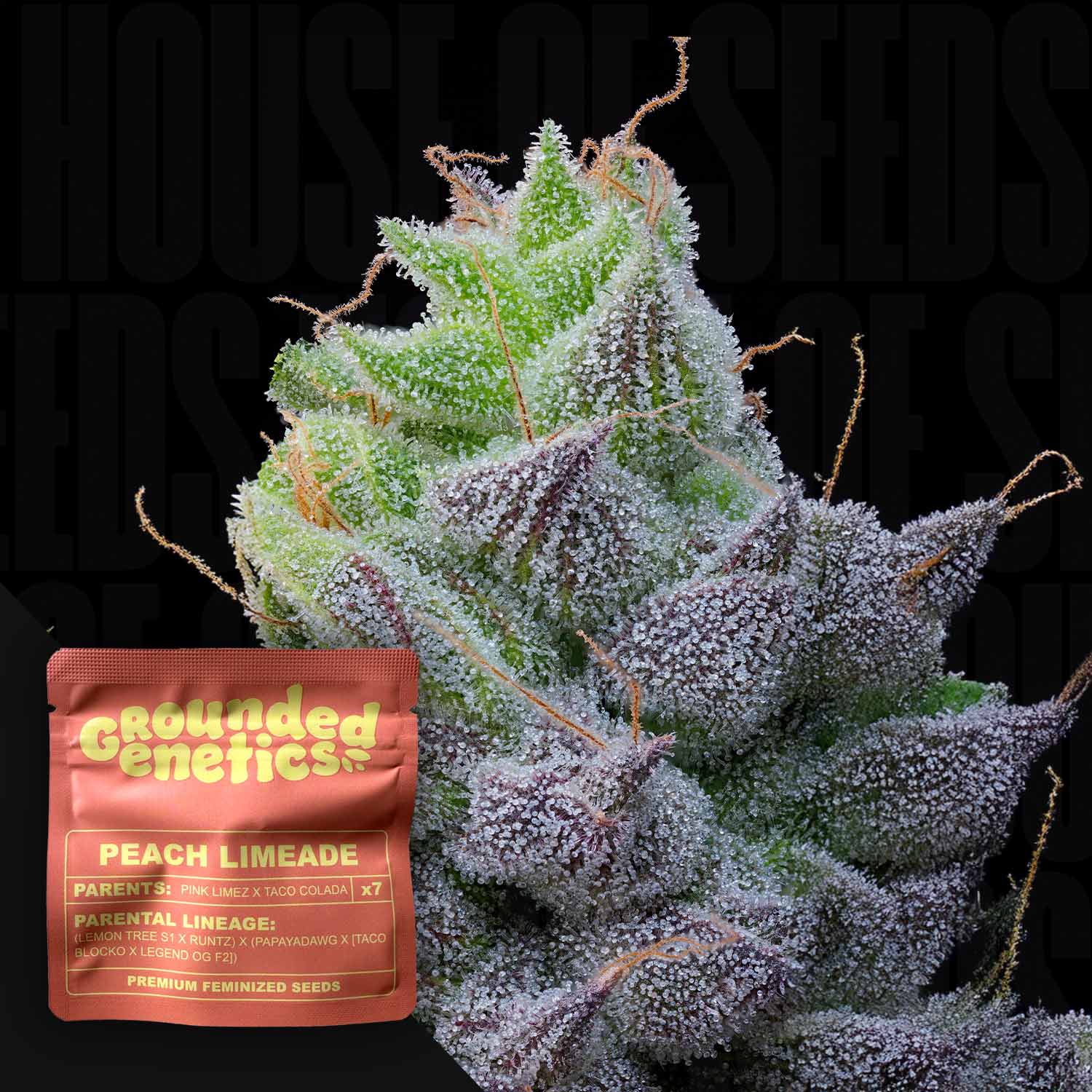 Nahaufnahme einer frostigen Cannabisknospe Peach Limeade mit Trichomen, unten links rotes Grounded Genetics Paket