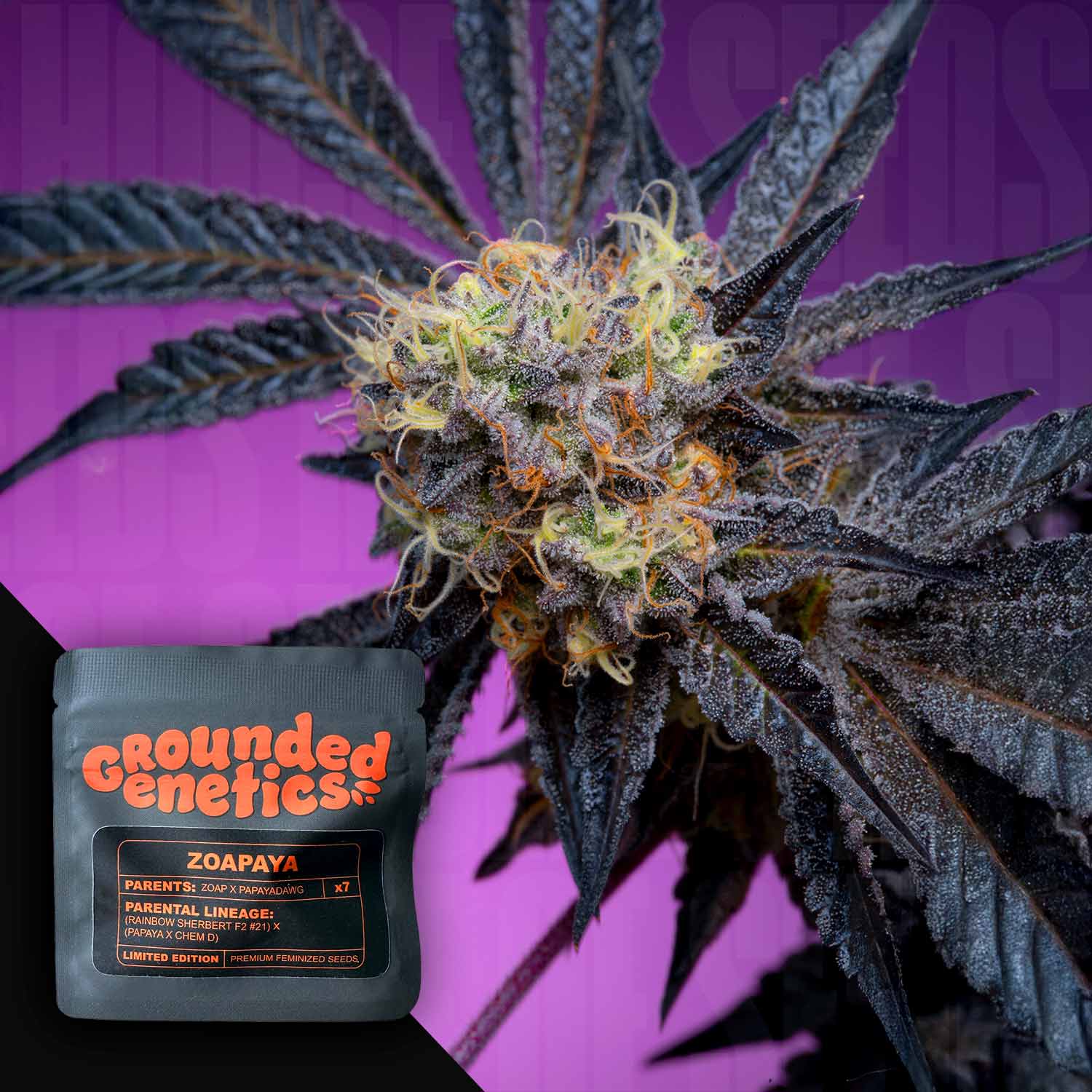 Nahaufnahme einer Cannabispflanze mit frostigen Knospen und dunklen Blättern, vorne schwarzes Grounded Genetics Zoapaya Paket