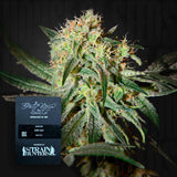 Damn Sour