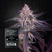 Cannabispflanze mit dichten frostigen Knospen und dunkelvioletten Blättern, unten links Green House Seeds Etikett King’s Juice