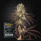 Kong's Krush von Green House Seeds: Cannabis mit lila gefärbten Blättern und dichten Knospen.