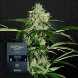 Northern Lights Auto