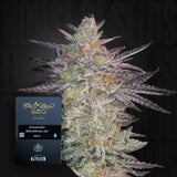 Super Banana Mango