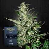 Super Critical Auto