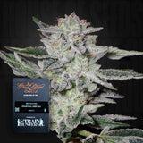 Sweet Valley Kush