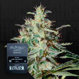 White Lemon