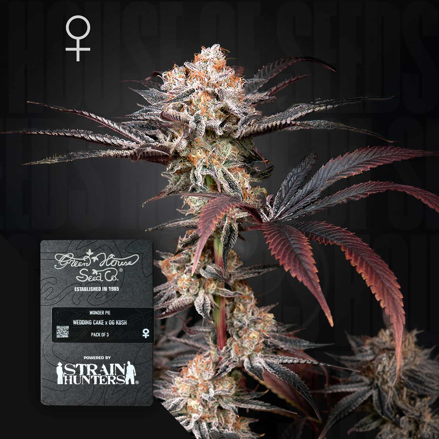 Frostige Cannabispflanze mit rötlich-violetten Blättern, vorne Green House Seeds Wonder Pie Samenpaket