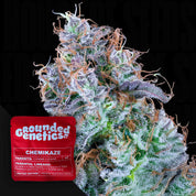 Nahaufnahme einer frostigen Chemikaze-Cannabis-Knospe von Grounded Genetics, umhüllt von weißen Trichomen und orangefarbenen Blütenstempeln. Ein rotes Grounded Genetics Chemikaze-Paket in der Ecke deutet auf das Diesel-Aroma und die entspannende Wirkung hin.
