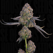 Nahaufnahme von „Pink Zoda“ von Grounded Genetics, die dichte, violett schimmernde Blüten vor schwarzem Hintergrund zeigt.