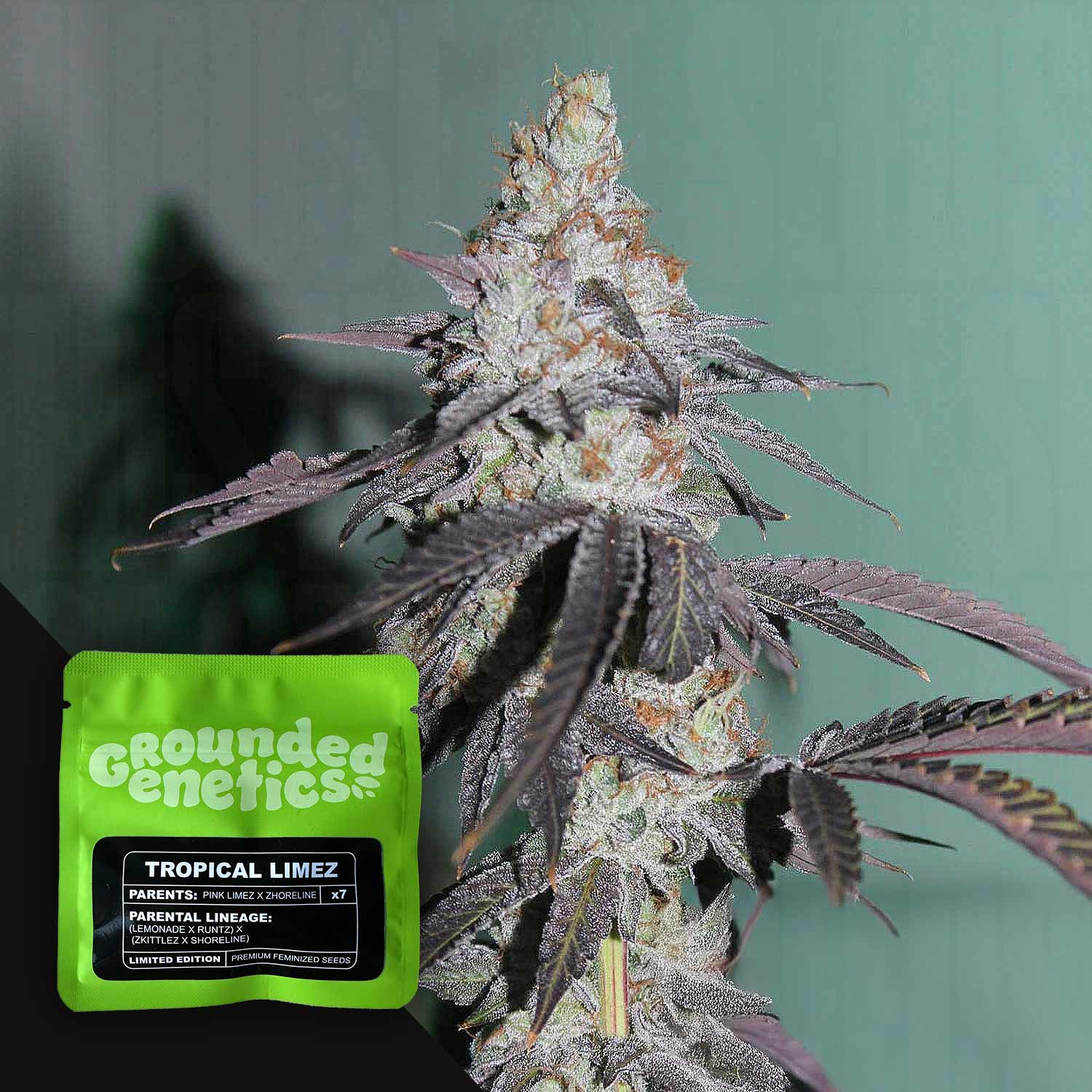 Reife Cannabispflanze mit lilafarbenen Knospen neben grüner Grounded Genetics Tropical Limez Packung