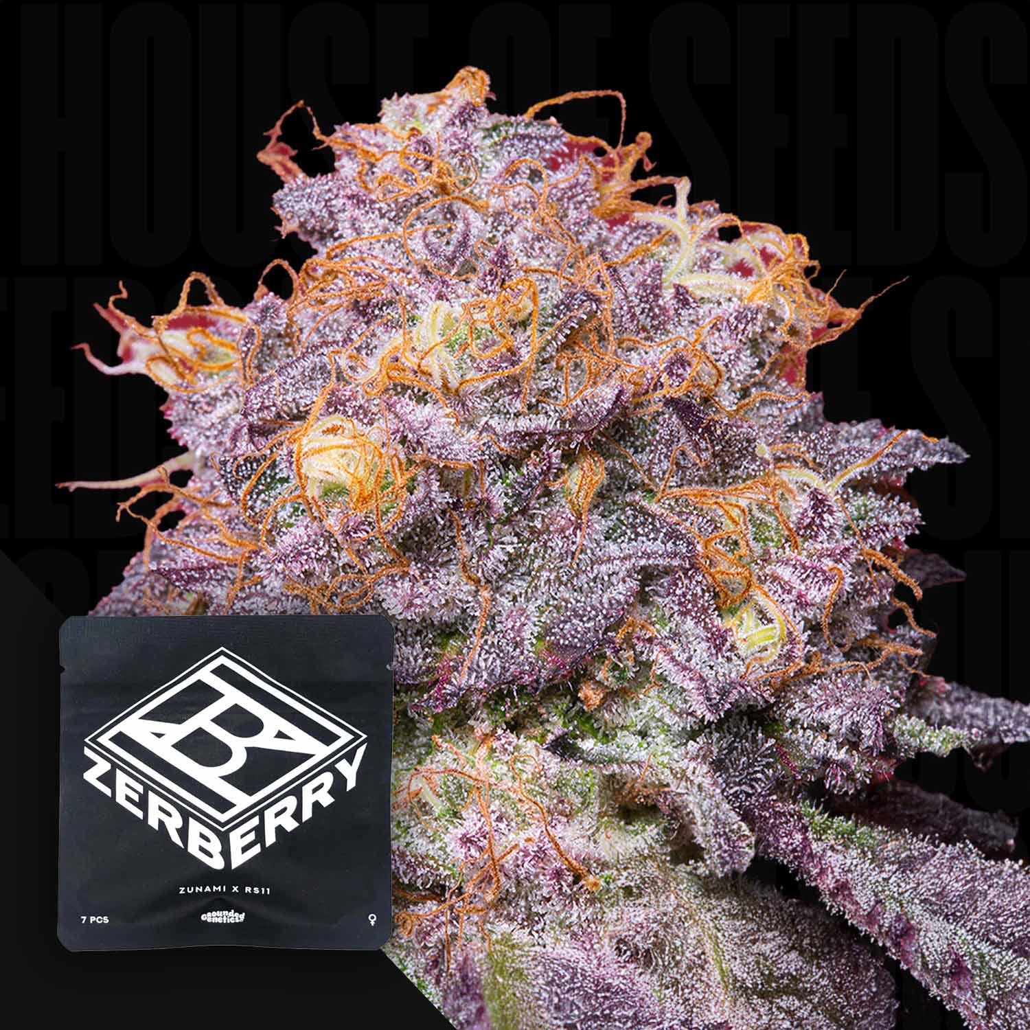 Eine Nahaufnahme einer frostigen, lila Cannabis-Knospe mit orangefarbenen Haaren neben einem schwarzen Zerberry1-Paket von Grounded Genetics. Der dunkle Hintergrund deutet auf den Einfluss von Zkittlez hin und verspricht ein entspannendes Erlebnis.