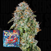 Nahaufnahme einer dichten Cannabis Knospe mit frostigen Trichomen und orangefarbenen Haaren, links Grounded Genetics Zunami Samenpaket