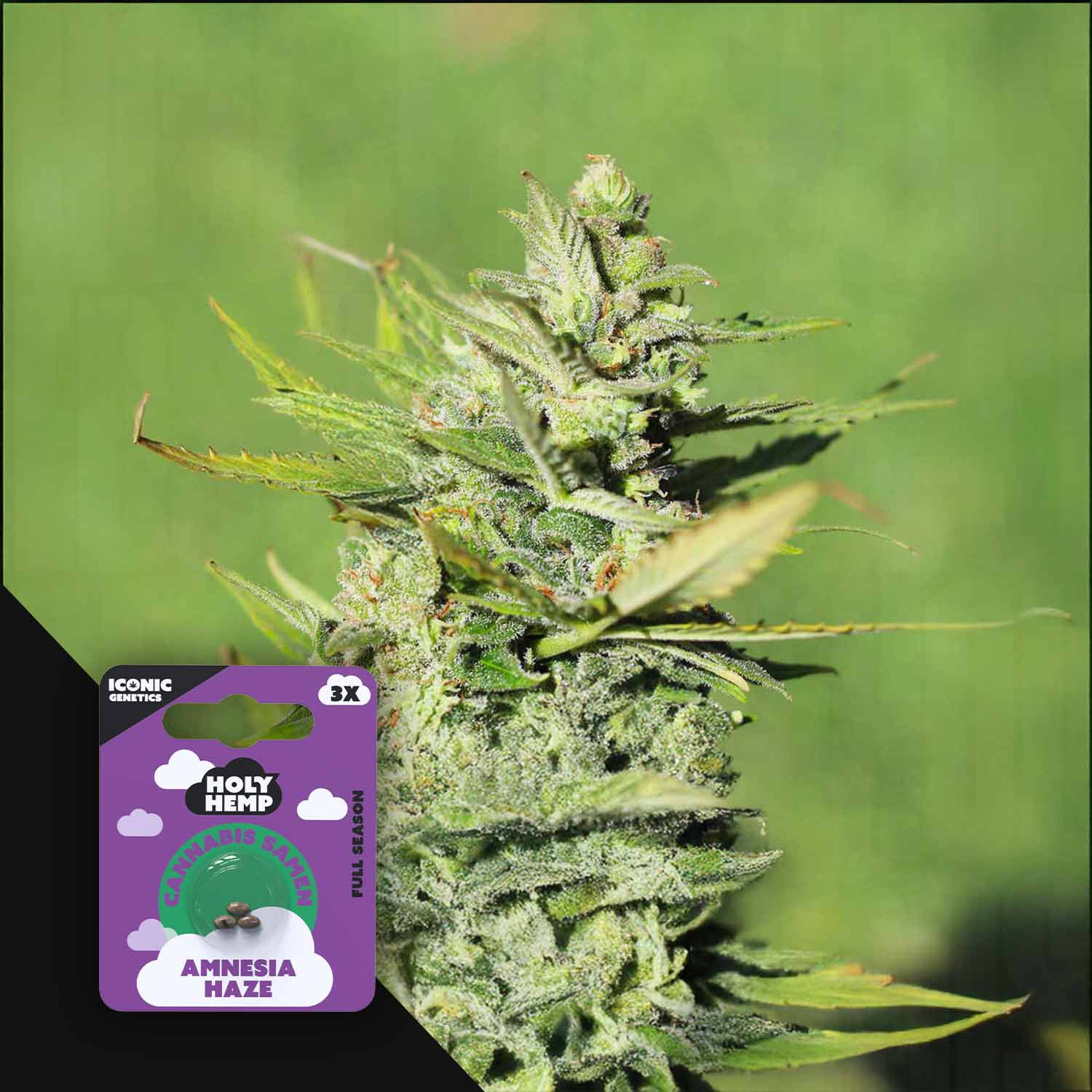 Nahaufnahme einer Cannabispflanze mit frostigen Knospen, Ecke zeigt lilafarbenes Holy Hemp Amnesia Haze Auto Paket