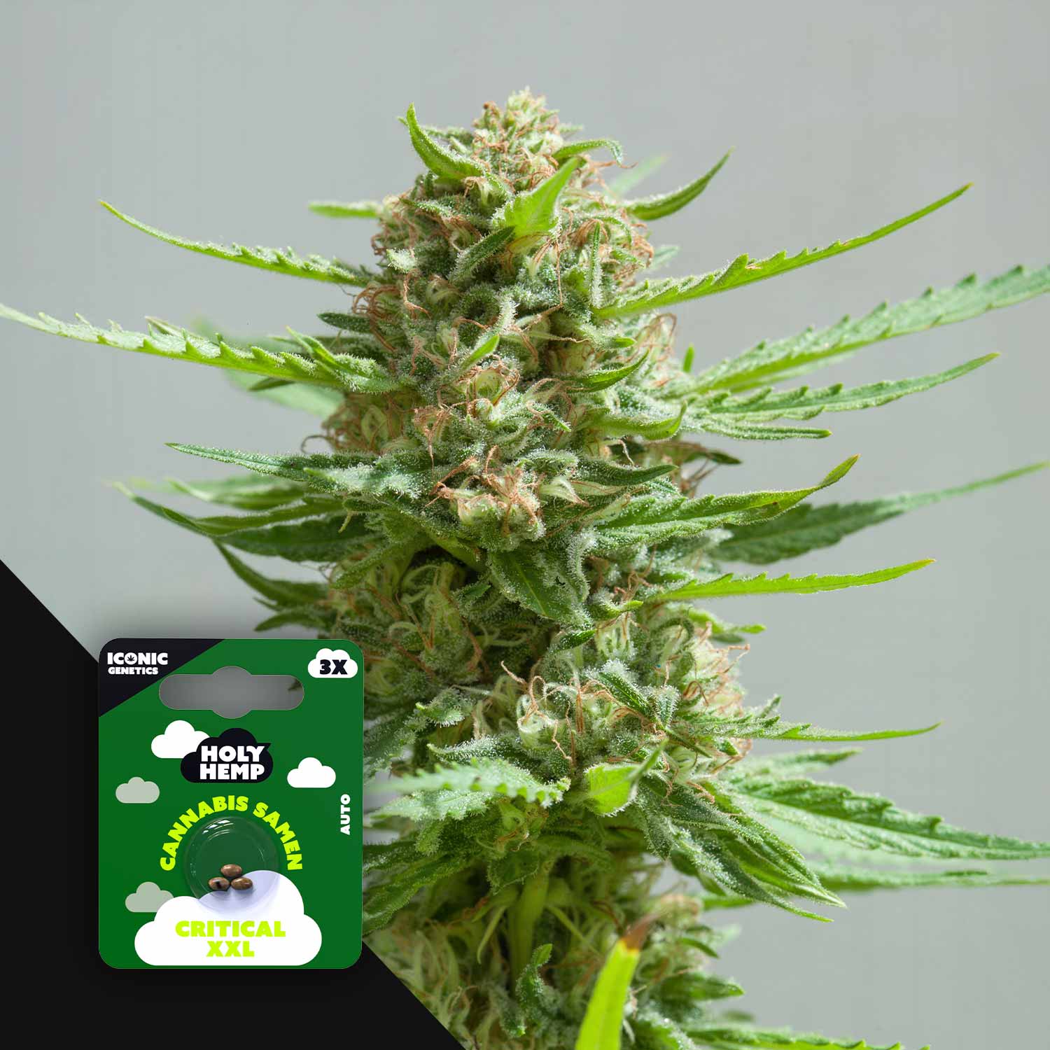 Nahaufnahme einer Cannabispflanze mit dichten Knospen und gezackten Blättern, mit Holy Hemp Critical XXL Auto Samenpaket