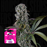 Purple Punch