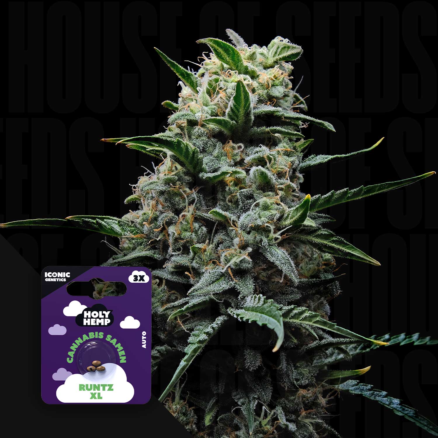 Nahaufnahme einer dichten frostigen Knospe, Ecke zeigt lila Holy Hemp Runtz XL Auto Packung