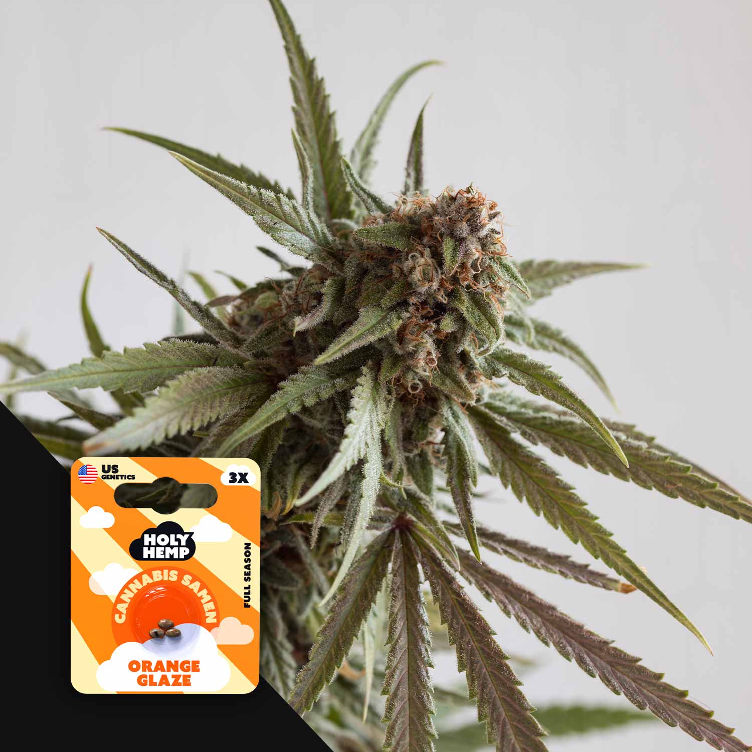 Nahaufnahme einer Cannabispflanze mit dichten Knospen und spitzen Blättern, daneben Holy Hemp Orange Glaze Bath Verpackung in leuchtendem Orange