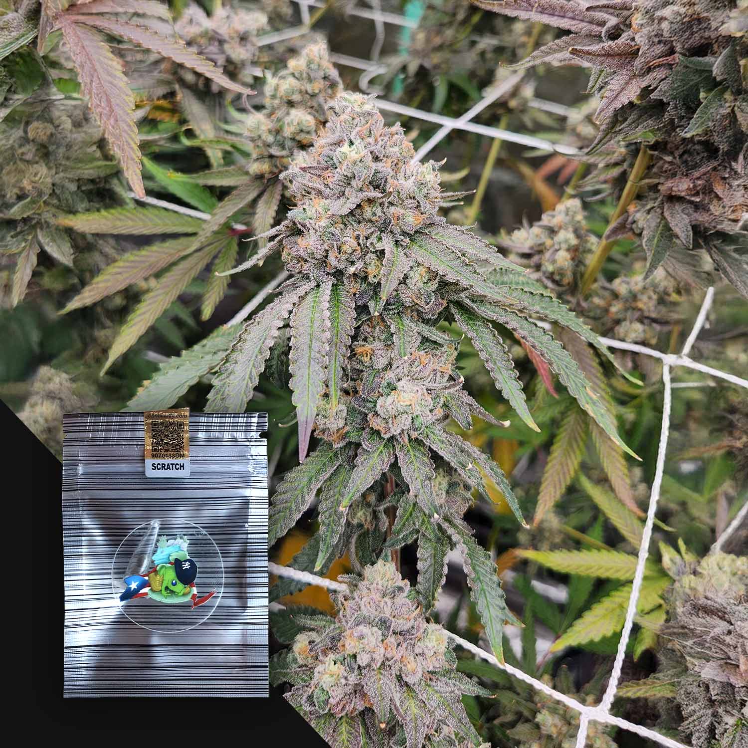 Madison Zquared Garden Buds von N.Y.Ceeds mit grünen, lila Blättern und einer Plastiktüte in der Ecke.