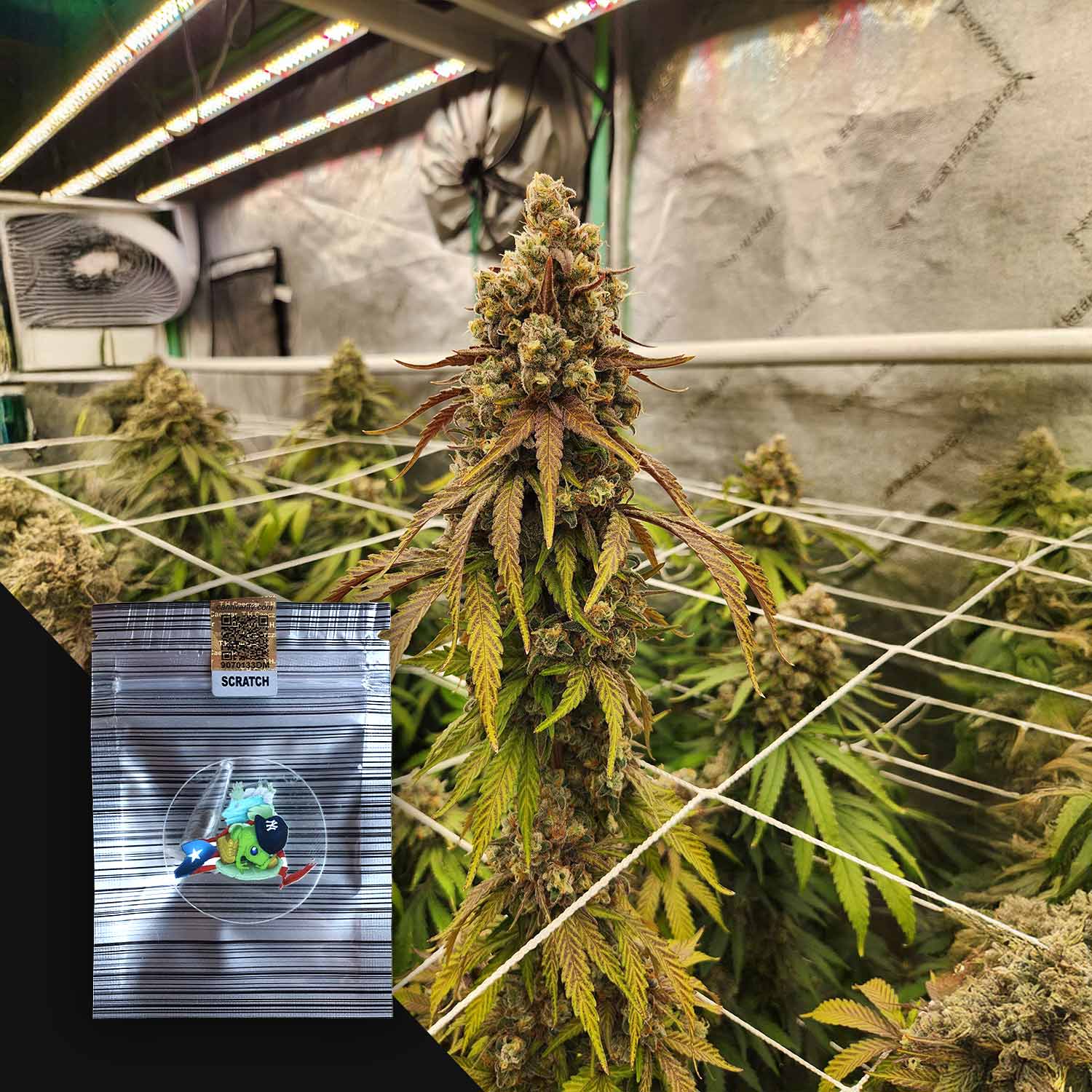 Die hohe Quenepaz-Cannabis-Pflanze von N.Y.Ceeds wächst mit einem Netz, daneben eine Nahaufnahme der verpackten Samen.